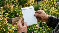 Senior man with weathered hands holding blank white tablet in garden setting with blooming flowers and plants in background, suitable for gardening, agriculture, technology, and lifestyle concepts.