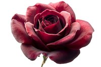 Deep burgundy rose bloom with velvety petals isolated on white background for romantic designs, wedding invitations, and floral arrangements.