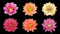 Six colorful cactus flowers in pink, orange, yellow, red, and purple, isolated on transparent background, ready for stickers, t-shirt design, and print on demand.