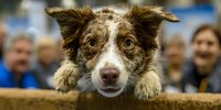 Adorable Australian Shepherd puppy with heterochromia eyes looking over wooden fence at dog show event with blurred crowd background.