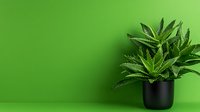 Green succulent plant in black pot against vibrant green wall background with copy space, minimalist modern home decor composition for interior design.