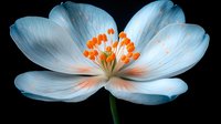 Delicate white cosmos flower with orange stamens and subtle pink undertones blooming against dark background, macro photography showing intricate petal details.