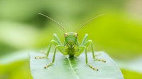 Green grasshopper macro shot sitting on leaf with blurred natural background, front view showing detailed face, antennae and legs in bright spring colors.
