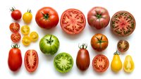 Colorful heirloom tomato varieties collection showing whole and sliced fruits in red, yellow, green and purple colors isolated on white background.