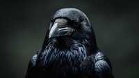 Majestic black raven portrait with detailed feathers and piercing gaze against dark background for wildlife photography and nature designs.