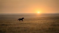 Wild horse galloping across golden prairie grassland during sunset with warm orange sky and distant mountains creating dramatic silhouette scene.