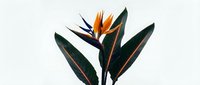 Exotic tropical bird of paradise flower with vibrant orange and blue petals, dark green foliage isolated on white background for design projects.