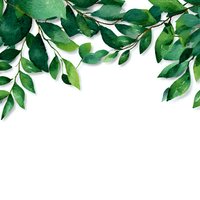 Watercolor green leaves border on white background, isolated botanical frame for wedding invitations, greeting cards and packaging design.