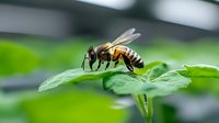 Detailed macro shot of honey bee collecting nectar on green leaf in garden, showing intricate wing patterns and fuzzy body texture in natural environment.