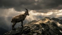 Mountain goat standing on rocky cliff against dramatic stormy sky with sunbeams breaking through dark clouds in wilderness landscape.