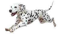 Dalmatian dog with black spots running and jumping on white background, isolated for pet, animal, and design use.