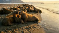 Large colony of sea lions resting on sandy beach during golden hour sunset with ocean waves and coastal cliffs in background creating warm atmospheric lighting.