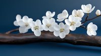 Delicate white cherry blossoms on dark wooden branch against deep blue background, creating elegant minimalist composition for spring seasonal designs.