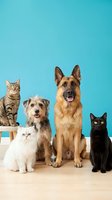 Group of domestic pets sitting together on turquoise background including German Shepherd dog, mixed breed terrier, tabby cat, white kitten and black cat.