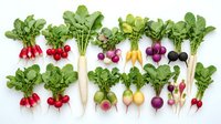 Fresh organic radish varieties with colorful roots and green leaves arranged in rows on white background for healthy cooking and gardening concepts.