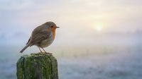 Small robin bird perched on wooden post during golden hour sunrise with soft bokeh background for nature and wildlife photography projects.
