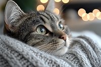 Adorable tabby kitten with green eyes resting on cozy knitted blanket with warm bokeh lights creating peaceful domestic atmosphere for pet care content.