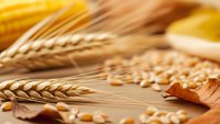 Golden wheat ears and corn kernels scattered on wooden surface creating warm harvest composition for food packaging and agricultural marketing materials.