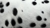 Natural black and white spotted cowhide texture with organic pattern for rustic interior design and western themed projects.