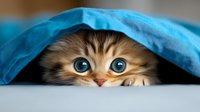 Playful ginger kitten with bright blue eyes peeking out from under turquoise blue blanket, showing only face and partial head in cute hiding pose.