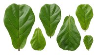 Fresh green fiddle leaf fig foliage collection isolated on white background for botanical design projects and natural decor elements.
