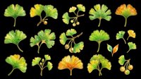 Watercolor ginkgo biloba leaves and branches set, isolated on transparent background, ready for stickers, t-shirt design, sublimation, and print on demand clipart use.