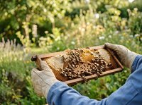Beekeeper holding honeycomb frame with worker bees during hive inspection in garden, apiary management and honey production for agricultural and beekeeping industry use.