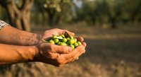 Farmer holding fresh green olives in cupped hands outdoors, showcasing harvest from orchard plantation for agricultural and food production concepts.