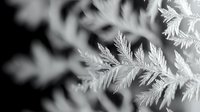 Delicate frost-covered evergreen branches in monochrome creating winter wonderland atmosphere for seasonal holiday decorations and nature photography.