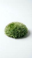 Isolated spherical green shrub with dense foliage on white background, suitable for landscape design, architectural visualization, and garden planning projects.