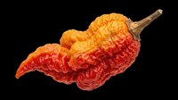 Wrinkled Carolina Reaper hot chili pepper in orange and red tones, isolated on transparent background, ready for stickers, t-shirt design, and print on demand.