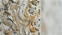 Weathered concrete surface with golden rust stains and natural decay patterns, suitable for backgrounds, textures, industrial design, and grunge effects.