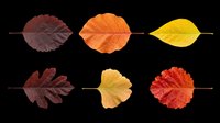 Autumn leaves in various colors and shapes isolated on transparent background, ready for clipart, t-shirt design, stickers, print-on-demand products and sublimation projects.