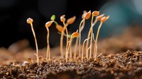Young seedlings emerging from soil with delicate stems and first leaves unfurling against dark background, macro photography showing growth and new beginnings in nature.