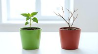 Potted plant with green leaves in bright lime container and dried plant in terracotta pot on white surface, isolated for design use.