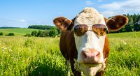 Brown and white dairy cow standing in green pasture field under blue sky with clouds for agriculture and farming content.