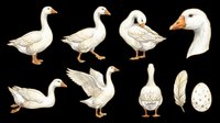 Domestic goose isolated on transparent background in multiple poses and angles, ready for clipart, t-shirt design, stickers, print-on-demand products and sublimation projects.