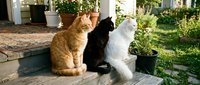 Three domestic cats sitting together outdoors on a patio, featuring an orange tabby, black, and white feline in a sunny garden setting.
