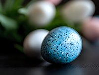 Speckled blue quail egg in sharp focus with blurred white eggs in background creates dramatic depth of field composition on dark surface.