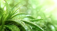 Fresh aloe vera plant leaves with morning dew drops against blurred green bokeh background, natural wellness and skincare concept.