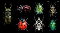 Colorful beetle and bug clipart set isolated on transparent background, ready for t-shirt design, stickers, print on demand, and sublimation projects.