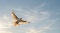 White dove flying with outstretched wings against soft cloudy sky at sunset. Symbol of peace, freedom and spirituality for religious and inspirational content.