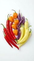 Colorful assortment of fresh chili peppers in red, orange, purple and yellow varieties arranged on white background for culinary and cooking projects.