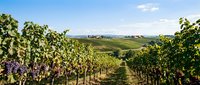 Vineyard rows with ripening grapes under blue sky, rolling hills landscape. Wine production, agriculture, viticulture, harvest season.