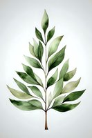 Delicate watercolor green leaves branch on white background, botanical art style illustration with soft gradient shading. Isolated design element for nature decor.