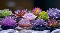 Colorful succulent plants with water drops on dark stones, glowing in soft light. Zen garden arrangement creates peaceful spa atmosphere with purple and pink tones.