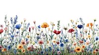 Colorful wildflower meadow with red poppies, blue cornflowers, yellow daisies, and delicate stems against white background, creating a botanical garden border.