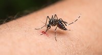 Mosquito feeding on human skin with visible blood droplet showing insect bite and disease transmission risk for medical and health education purposes.