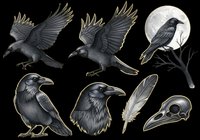 Black crow and raven collection isolated on transparent background, ready for t-shirt design, clipart, stickers, sublimation and print-on-demand projects.