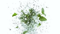 Fresh green mint leaves and water drops splashing in clear liquid, dynamic motion capture with bubbles and ripples against white background.